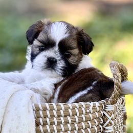 Shih Tzu puppies from Shih Tzus To Love