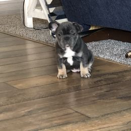French Bulldog Puppies from MadCity Frenchies