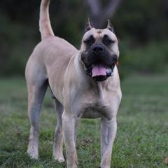 Greedy - Perro de Presa Canario