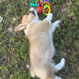 Rocky - Sable male Pembroke Welsh Corgi puppy in Axtell, Nebraska from Lost Creek Corgis