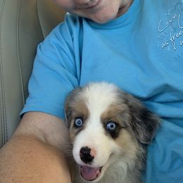 Miniature Australian Shepherd Puppies from 3J Farms Mini Aussies