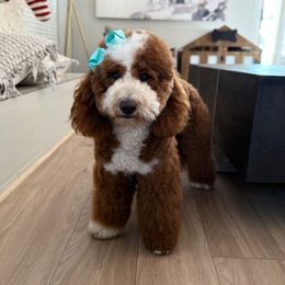 Miss Leah - Goldendoodle