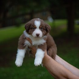 Athena - Red tri-color female Australian Shepherd puppy in Monroe, Georgia from Lovable Little Aussies