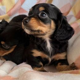 Dachshund Puppies from Sawyer’s Teenie Weenies