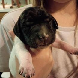 Checkers -orange - Black and white female German Shorthaired Pointer puppy in Riverdale, Michigan from Ninemire Farm