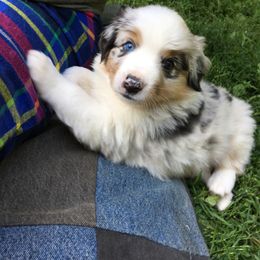 Australian Shepherd Puppies from Juno Homestead Aussies