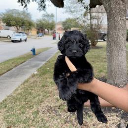 Morehouse - Black male Goldendoodle puppy in Humble, Texas from Simply Dane Doodles