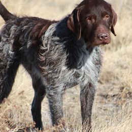 Wirehaired Pointing Griffons from Windy Bacca Kennel