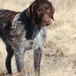 Wirehaired Pointing Griffons from Windy Bacca Kennel