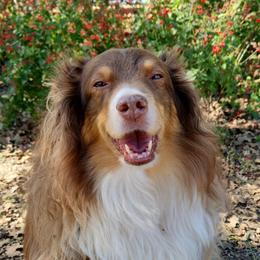 Finley - Miniature Australian Shepherd