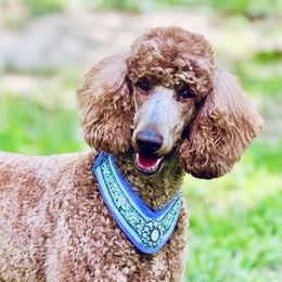 Crim - Poodle