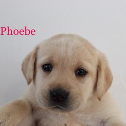 Labrador Retriever Puppies from Mahner Labs