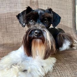 Ginny - Miniature Schnauzer