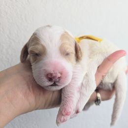 Ruby - Parti female Goldendoodle puppy in Leander, Texas from Doodle Doula