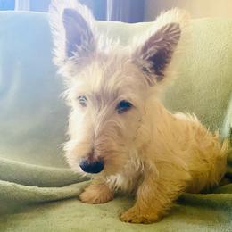 Hope - Wheaten male Scottish Terrier puppy in Coeur D'alene, Idaho from Kimball Kennels