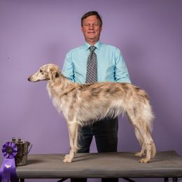 Silken Windhounds from Allagante Silkens