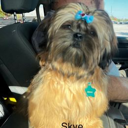 Skye - Shih Tzu