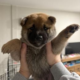 Shiba Inu Puppies from Shiba Co.