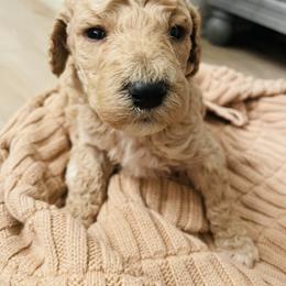 Wyatt - Apricot male Poodle puppy in Calimesa, California from Coriander Pups