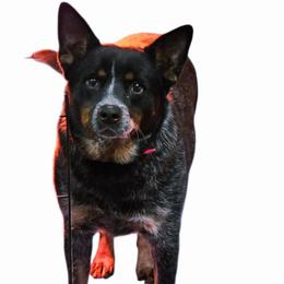 Sug - Australian Cattle Dog