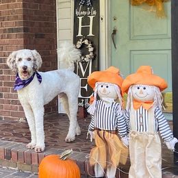 Goldendoodle Puppies from Peachy Sweet Goldendoodles