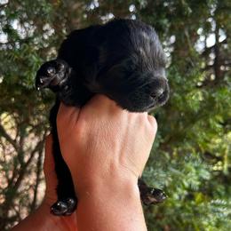 Yellow Collar - Black female Newfoundland puppy in New York from Johnson Farms