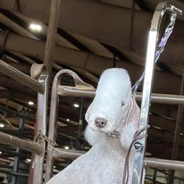 Astro Boy - Bedlington Terrier