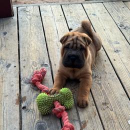 Puppy 2 - Red fawn female Chinese Shar-Pei puppy in Cave Creek, Arizona from Center Stage Shar-pei