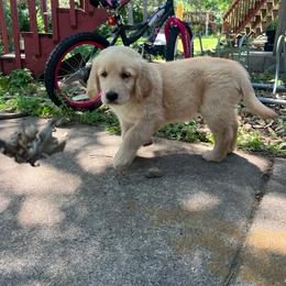 Russell - Light golden male Golden Retriever puppy in Princeton, Minnesota from North Country Goldens