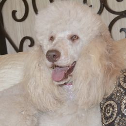 Poodles from Designer Doodles and Poodles