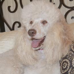 Poodles from Designer Doodles and Poodles