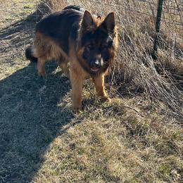 Blaze - German Shepherd