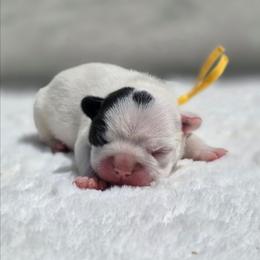 Yellow collar - White and brindle male French Bulldog puppy in Polk City, Florida from Best Friend Frenchies, LLC