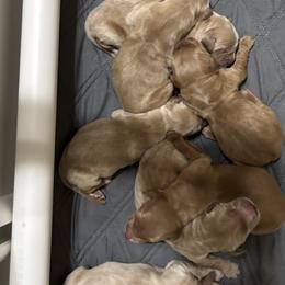 Girl 3 - female Golden Retriever puppy in Anaheim, California from Prim's Golden Retrievers