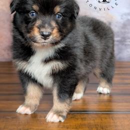 Sicily - Black tri-color female Australian Shepherd puppy in Fultonville, New York from Sandy Aussies & Pomeranians
