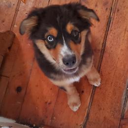 Australian Shepherd Puppies from Wayward Trails Kennel