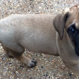 Bullmastiffs from Meisters Bullmastiff