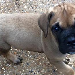 Bullmastiffs from Meisters Bullmastiff
