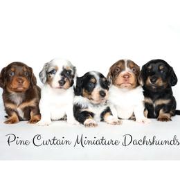 Dachshund puppies from Pine Curtain Miniature Dachshunds