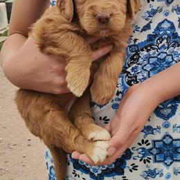 Aussiedoodle, Goldendoodle, and Labradoodle Puppies from Loving Doodle