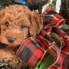 Labradoodles from Revasdoodles