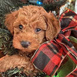 Labradoodles from Revasdoodles