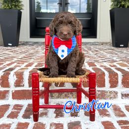 Christian (Yellow Collar) - Chocolate male Goldendoodle puppy in Bell Buckle, Tennessee from Precious Puptown Doodles