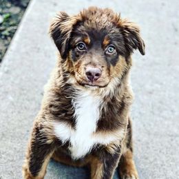 Sarabi - Miniature Australian Shepherd