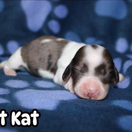KitKat - Piebald male Dachshund puppy in Ridgeville, Indiana from Rafter D4 Ranch - Mini Dachshunds
