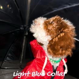 Light Blue changed to green collar - aka California - Nevada - Parti male Goldendoodle puppy in Eunice, Louisiana from Maison De Pawz