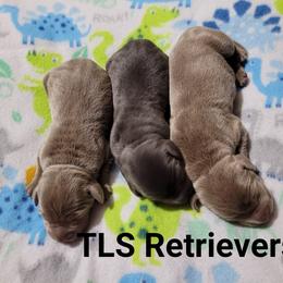 Dilute Retriever and Labrador Retriever Puppies from TLS Retrievers