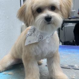 Cavapoo, Goldendoodle, Morkie, and Shihpoo All Grown Up from Jenny La Bone