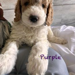Bernedoodle, Cockapoo, and Goldendoodle Puppies from Avery Doodle Day LLC