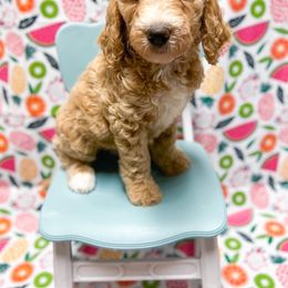 Lemon - Goldendoodle puppy in Shreveport, Louisiana from Faith's Southern Goldendoodles
